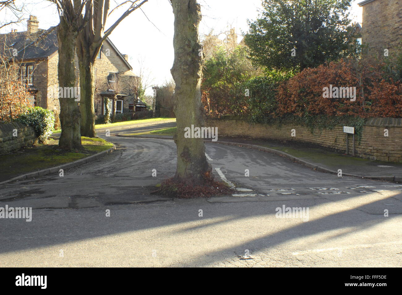 Un albero cresce nel mezzo di un incrocio stradale su una strada alberata in un elegante sobborgo della città di Sheffield, Yorkshire Regno Unito Foto Stock