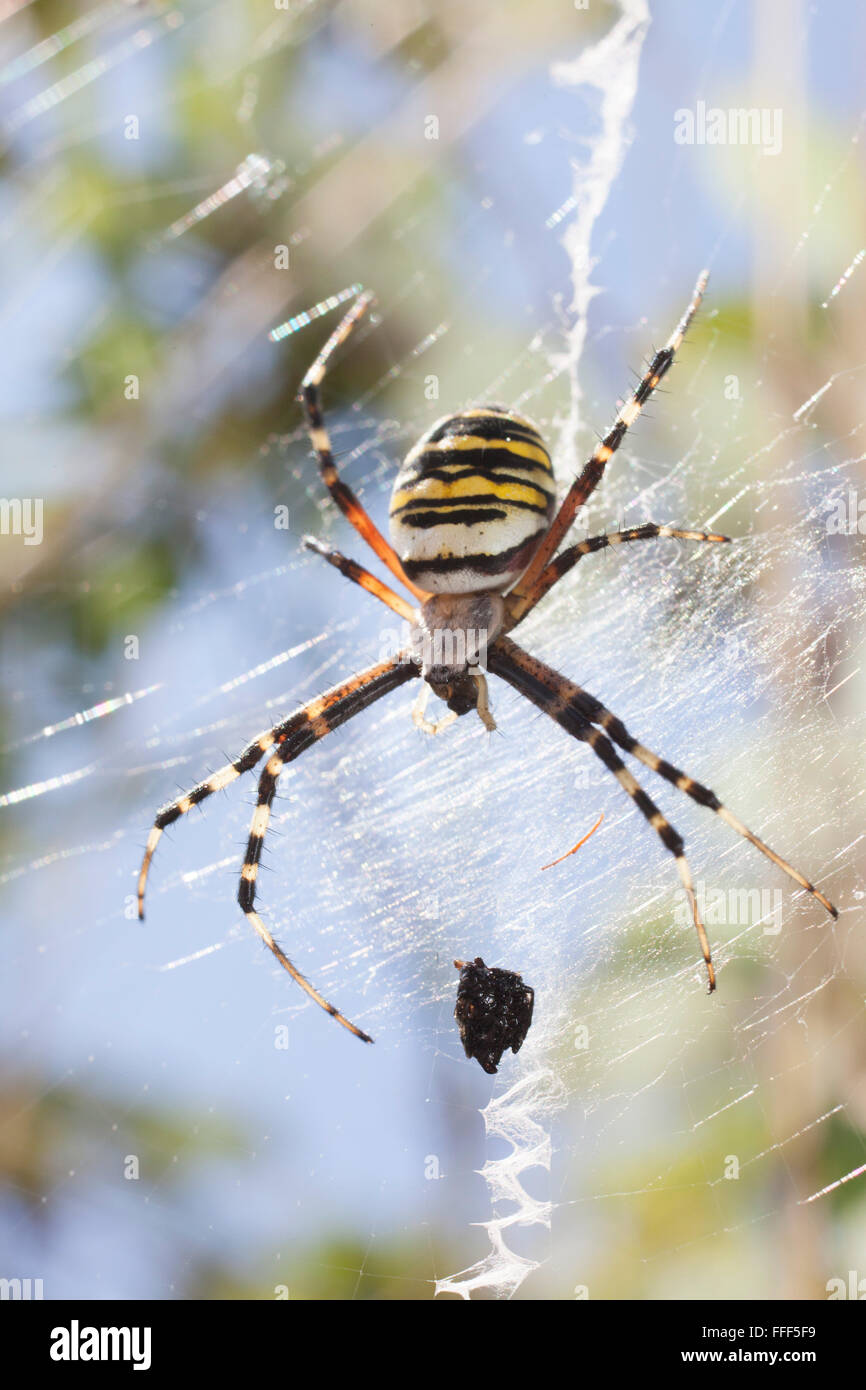 Una vespa ragno, argiope bruennichi, circa a consumare in preda avvolto nella sua web. Foto Stock