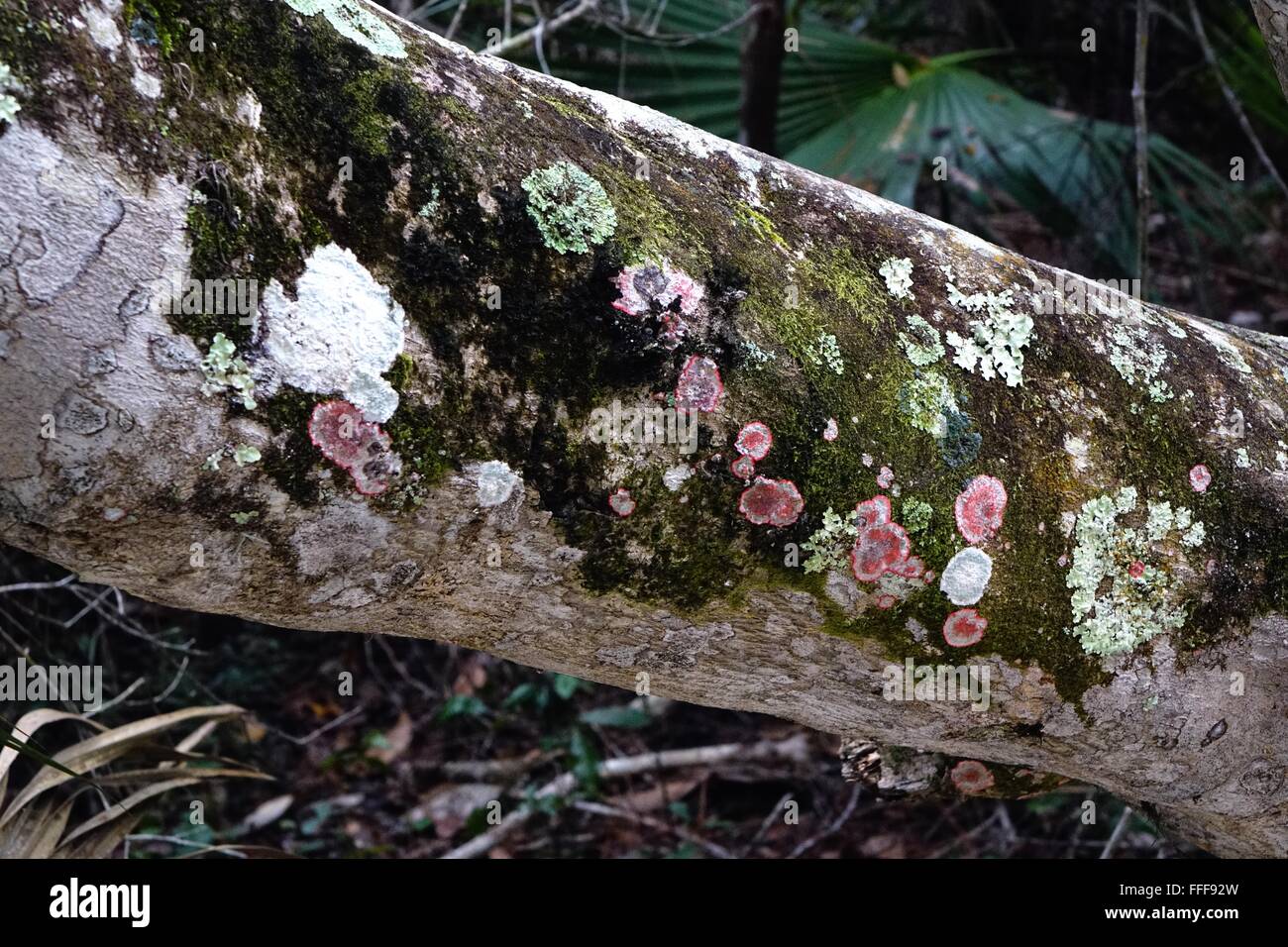 I licheni crescono su una quercia di alloro Foto Stock