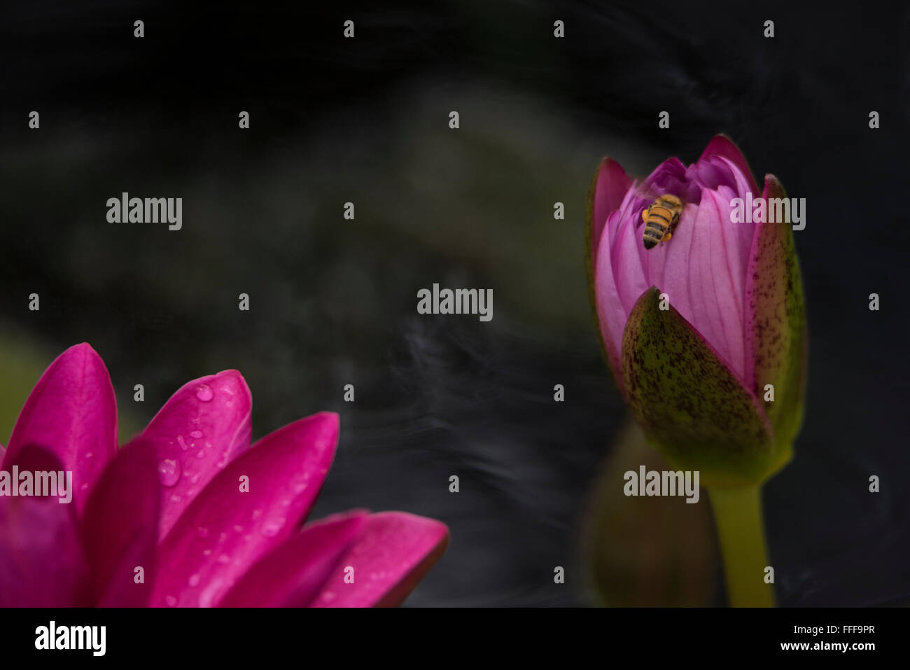Fiore di loto e un'ape Foto Stock