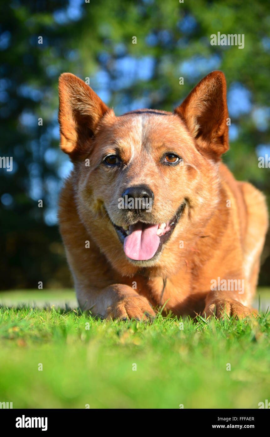 Australiano della Red heeler dog Foto Stock