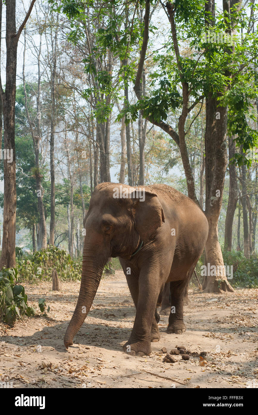 Thailandia Elephant Foto Stock