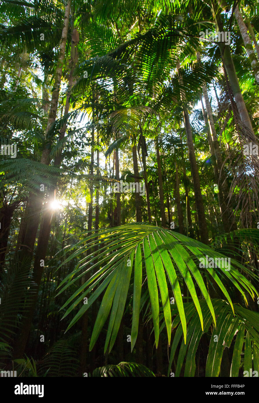 Le palme in una lussureggiante foresta pluviale subtropicale, tisana National Park, NSW, Australia Foto Stock