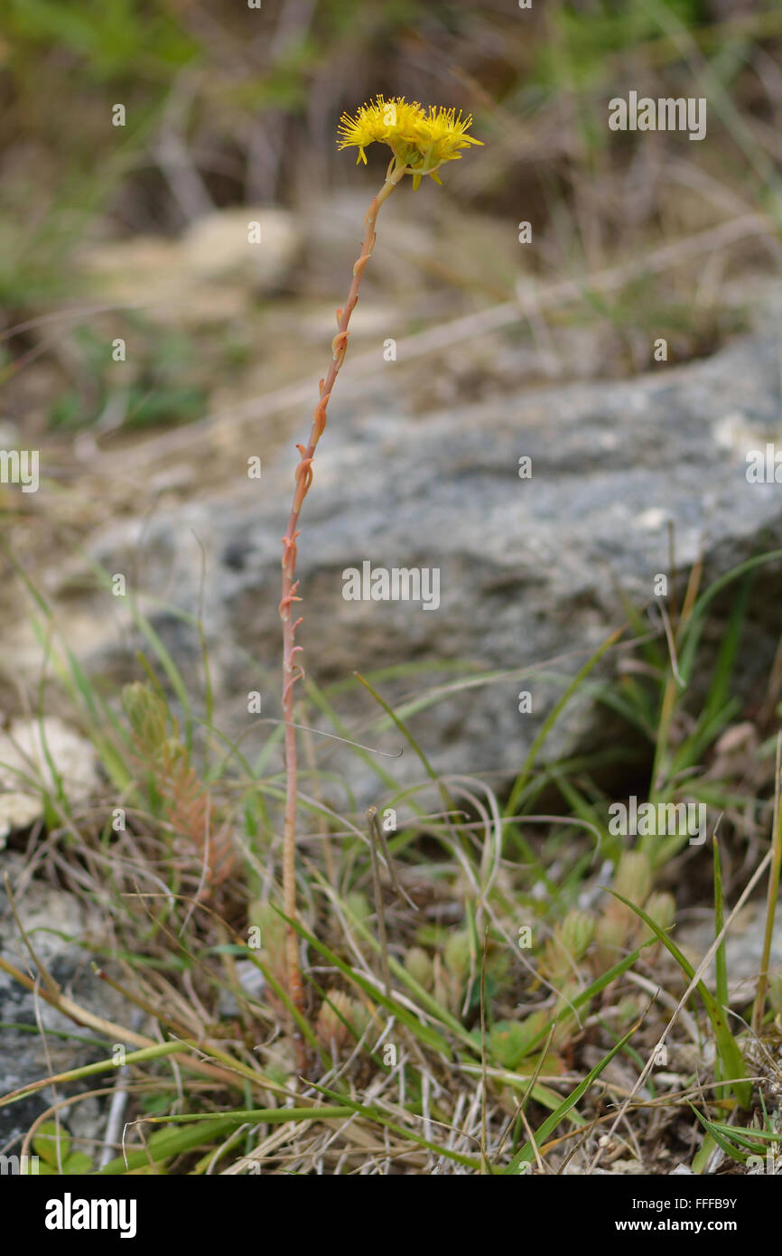 Riflessi stonecrop (Sedum rupestre) piante in fiore. Impianto in famiglia Piante succulente | Dicotiledoni con luminosi fiori gialli Foto Stock