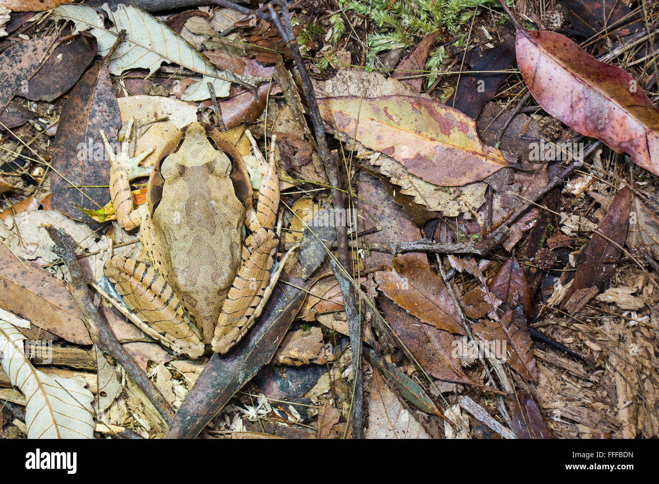 Grande Rana sbarrata (Mixophyes fasciolatus), mimetizzato nella figliata di foglia, tisana National Park, NSW, Australia Foto Stock