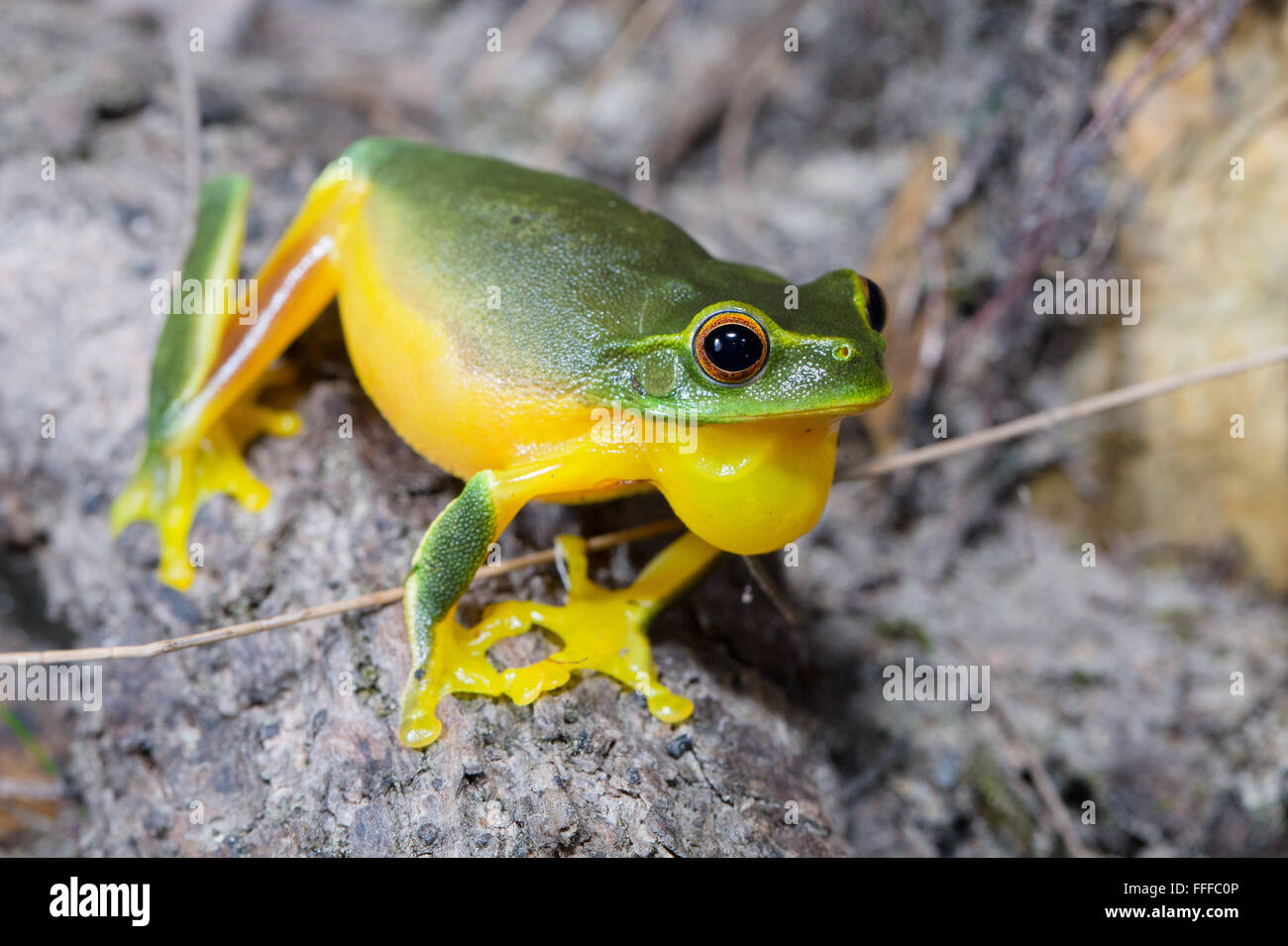 Dolce ranocchio verde (Litoria gracilenta). Noto anche come grazioso raganella, gonfiaggio gola sac durante la chiamata, NSW, Austral Foto Stock