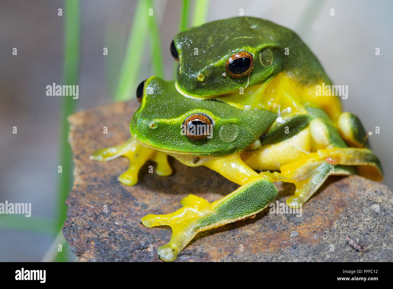 Dolce ranocchio verde (Litoria gracilenta). Noto anche come grazioso raganella, in amplexus, NSW, Australia Foto Stock