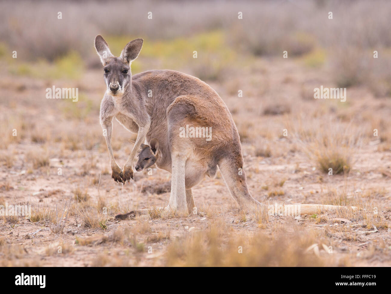 Femmina di canguro rosso (Macropus rufus) con giovani joey nella sacca, outback Queensland, Australia Foto Stock