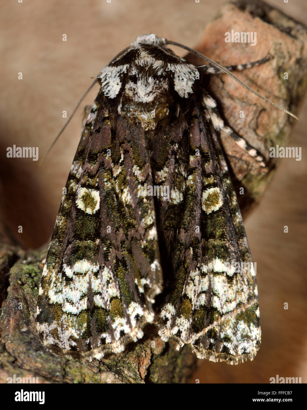 Il coronet tarma (Craniophora ligustri). Una falena nella famiglia Noctuidae, visto a riposo su un bastone, dal di sopra Foto Stock