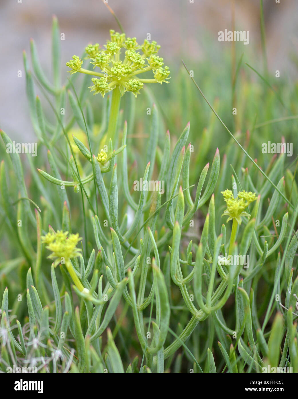 Rock samphire (Crithmum maritimum) piante in fiore. Un vegetale commestibile in carota (Famiglia Apiaceae), spesso noto come il finocchio di mare Foto Stock