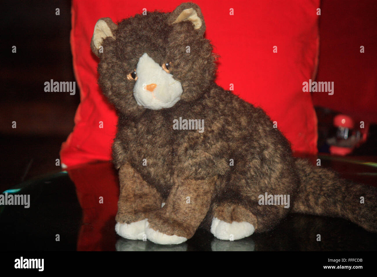 Il grasso e peloso toy gatto con il suo cuscino rosso, marrone con colore dei capelli e della pelle Foto Stock
