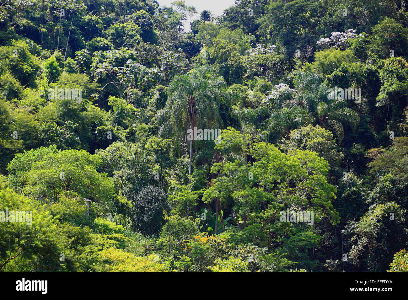 La giungla vicino a Vassouras, stato di Rio de Janeiro, Brasile Foto Stock