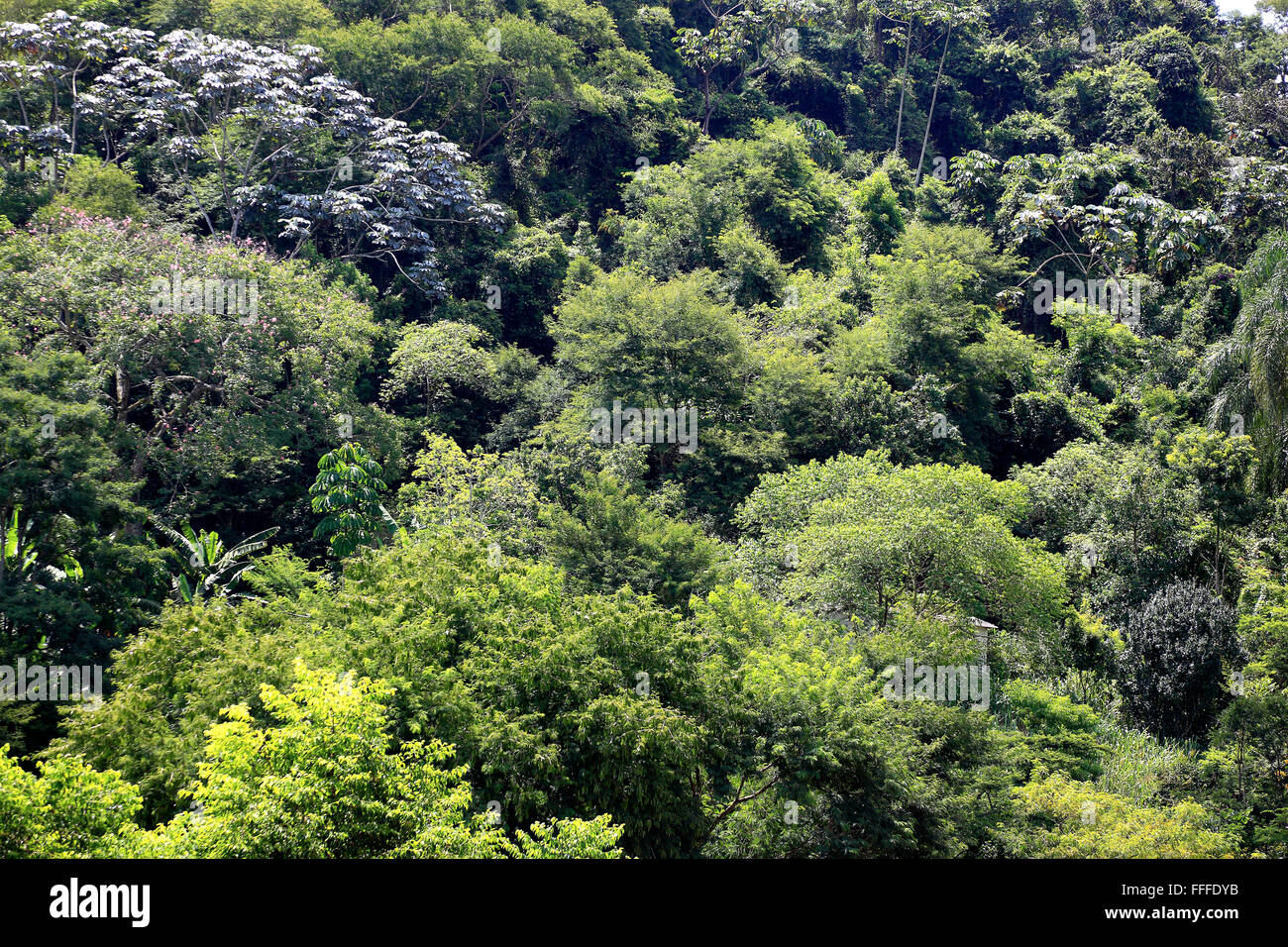 La giungla vicino a Vassouras, stato di Rio de Janeiro, Brasile Foto Stock