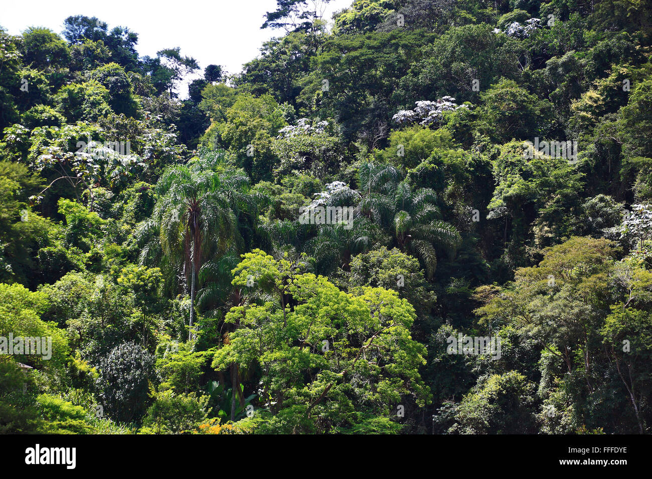 La giungla vicino a Vassouras, stato di Rio de Janeiro, Brasile Foto Stock