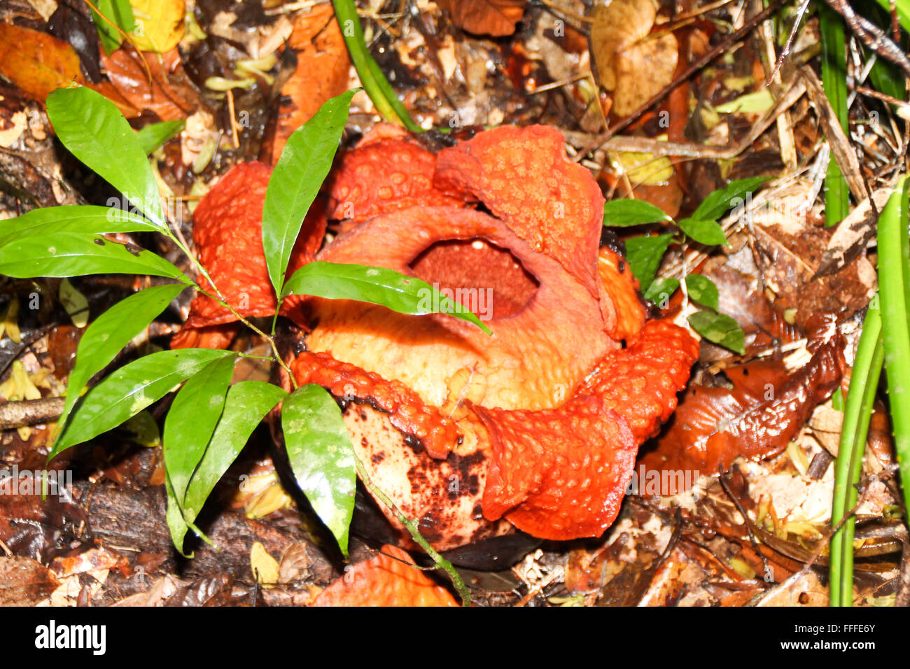 Fiore Rafflesia a Gunung Gading, Borneo Malaysia Foto Stock