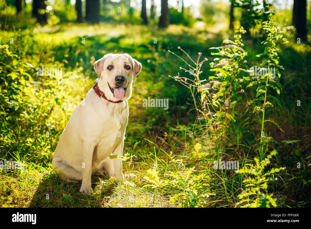 White Labrador Retriever Dog sitter in erba verde, parco Foto Stock