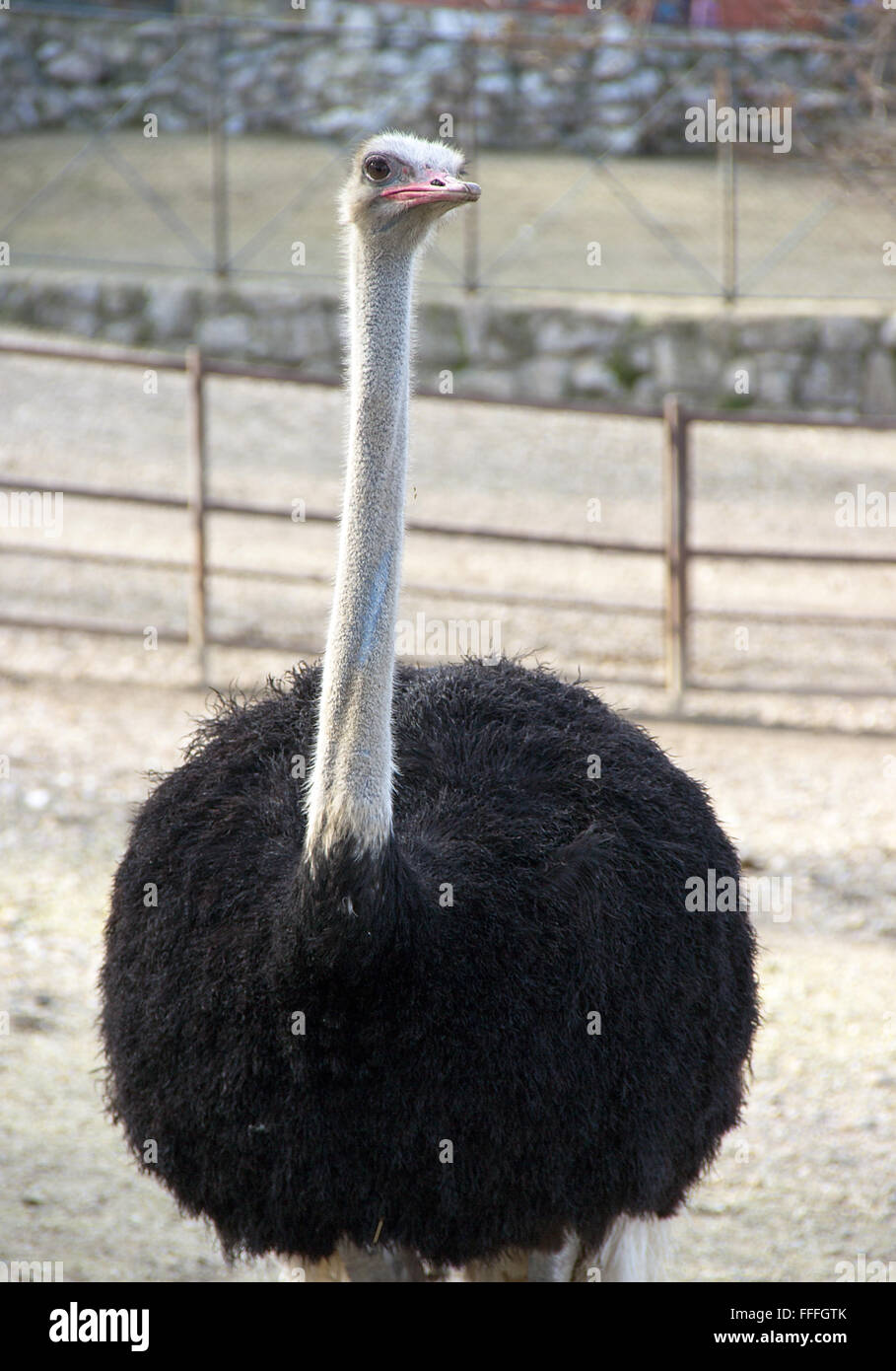 Lo zoo di Belgrado - Lo struzzo (Struthio camelus) Foto Stock