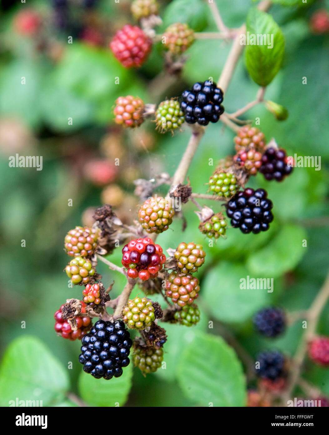 More di rovo che cresce in una siepe Foto Stock