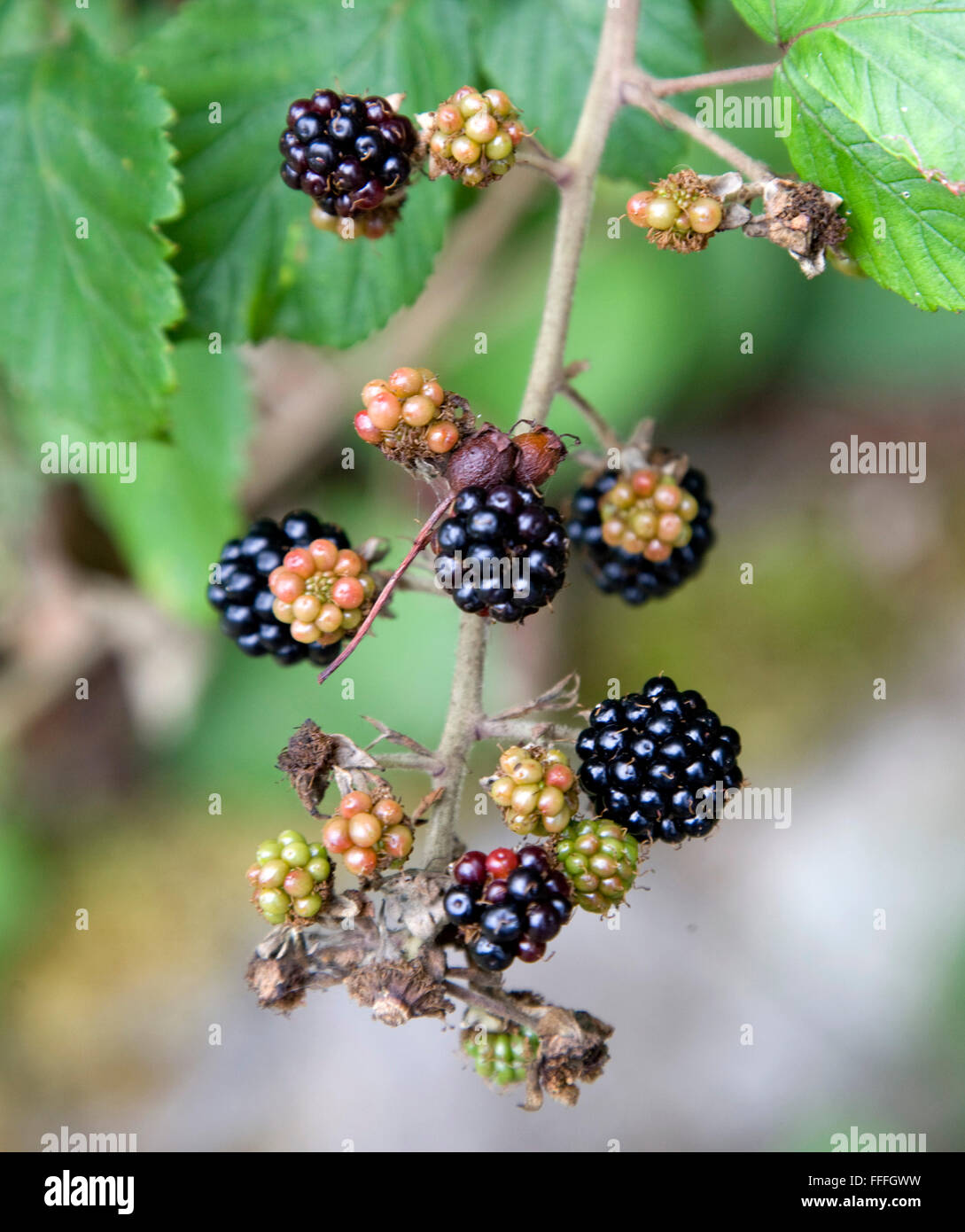 More di rovo che cresce in una siepe Foto Stock