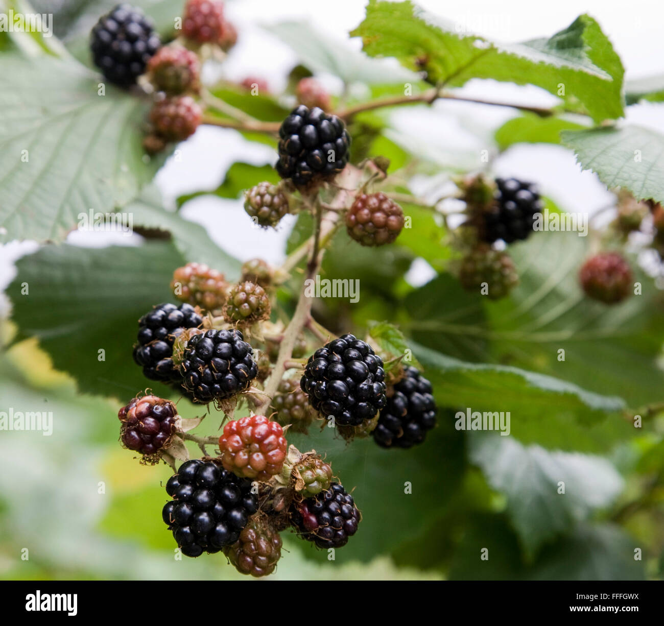 More di rovo che cresce in una siepe Foto Stock