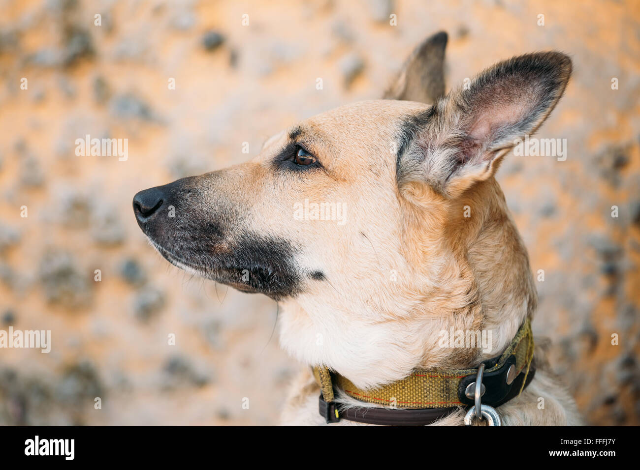 Divertente di razza mista di medie dimensioni cane marrone Close Up Foto Stock
