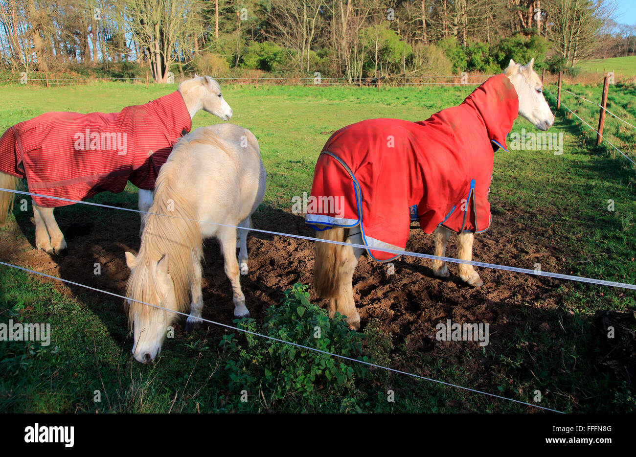 Tre cavalli bianchi in inverno in piedi in campo, Suffolk, Inghilterra, Regno Unito Foto Stock