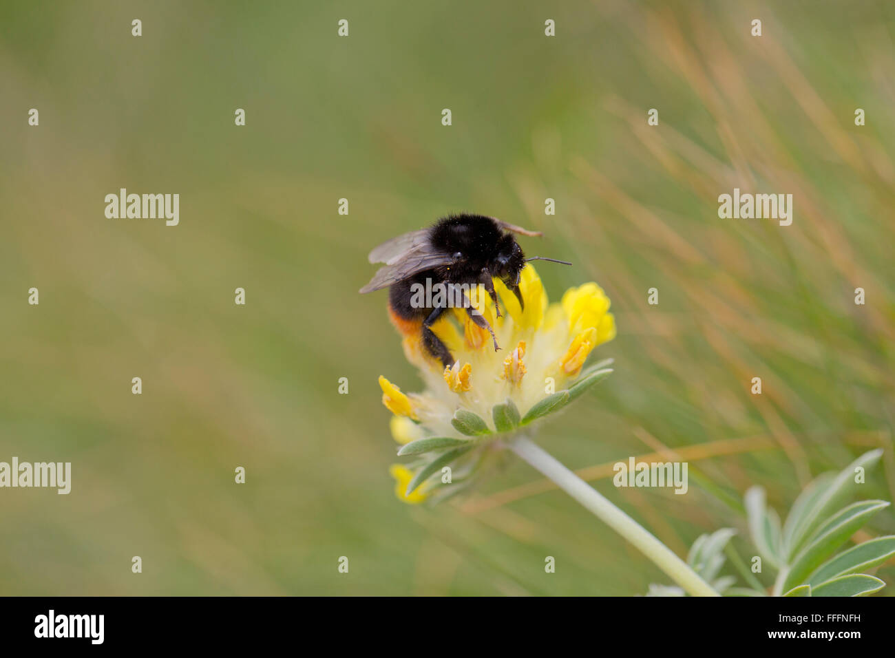 Red-Tailed Bumble Bee; Bombus lapidarius singolo su rene veccia Flower Cornwall, Regno Unito Foto Stock