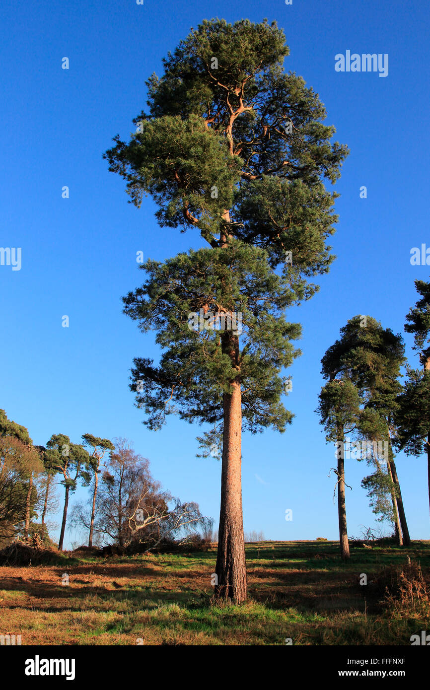 Gli scozzesi di alberi di pino Pinus sylvestris contro il cielo blu sulla brughiera, Sutton Heath, Suffolk, Inghilterra, Regno Unito Suffolk Sandlings AONB Foto Stock