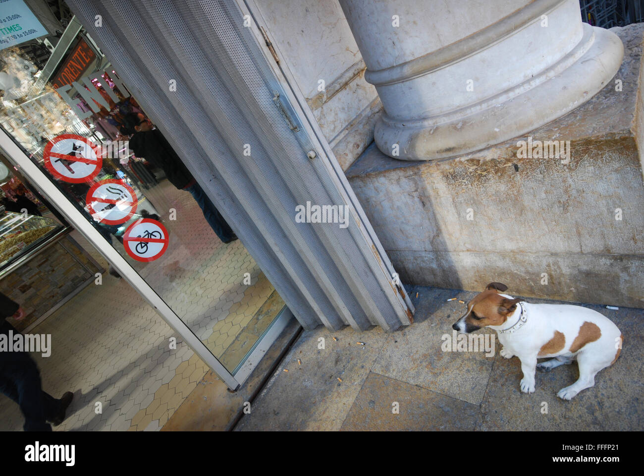 Cane in attesa fuori il Mercado Central, Valencia Spagna Foto Stock