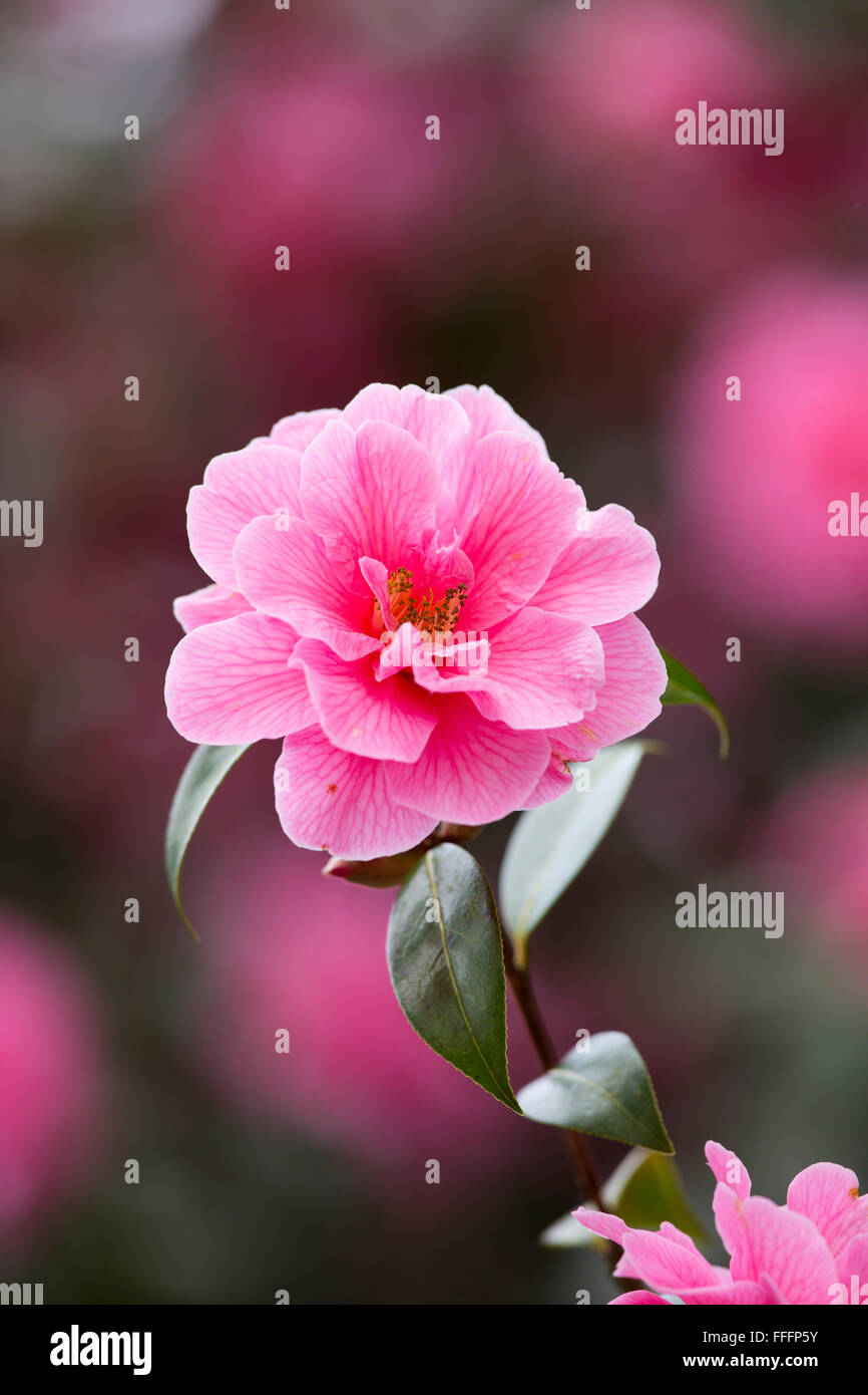 Camellia Flower; Cornovaglia; Regno Unito Foto Stock