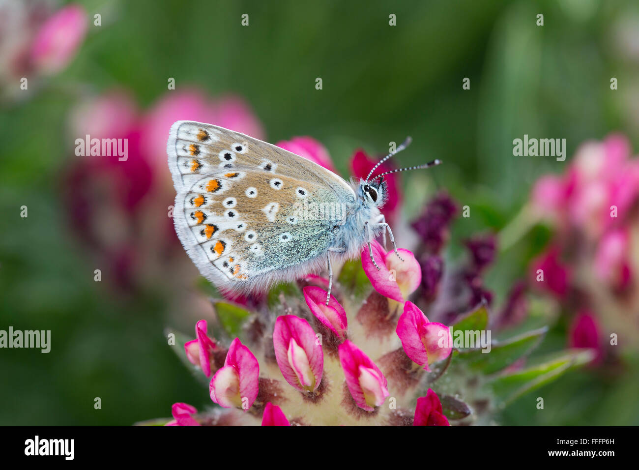 Comune di Blue Butterfly; Polyommatus icarus femmina singolo fiore su Anglesey, Regno Unito Foto Stock