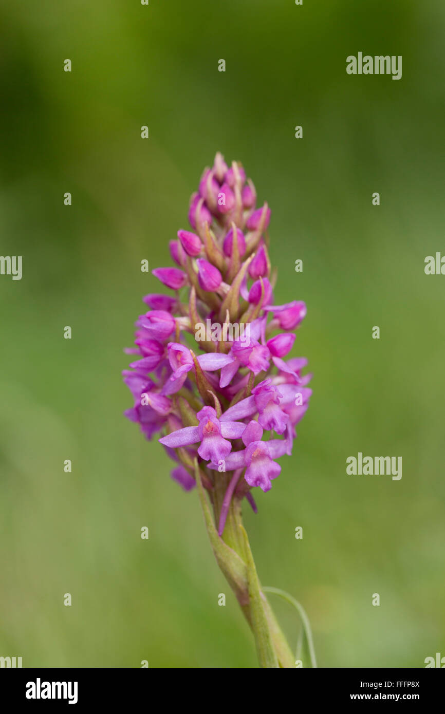 Fragranti Orchid; Gymnadenia conopsea fiore; Anglesey, Regno Unito Foto Stock