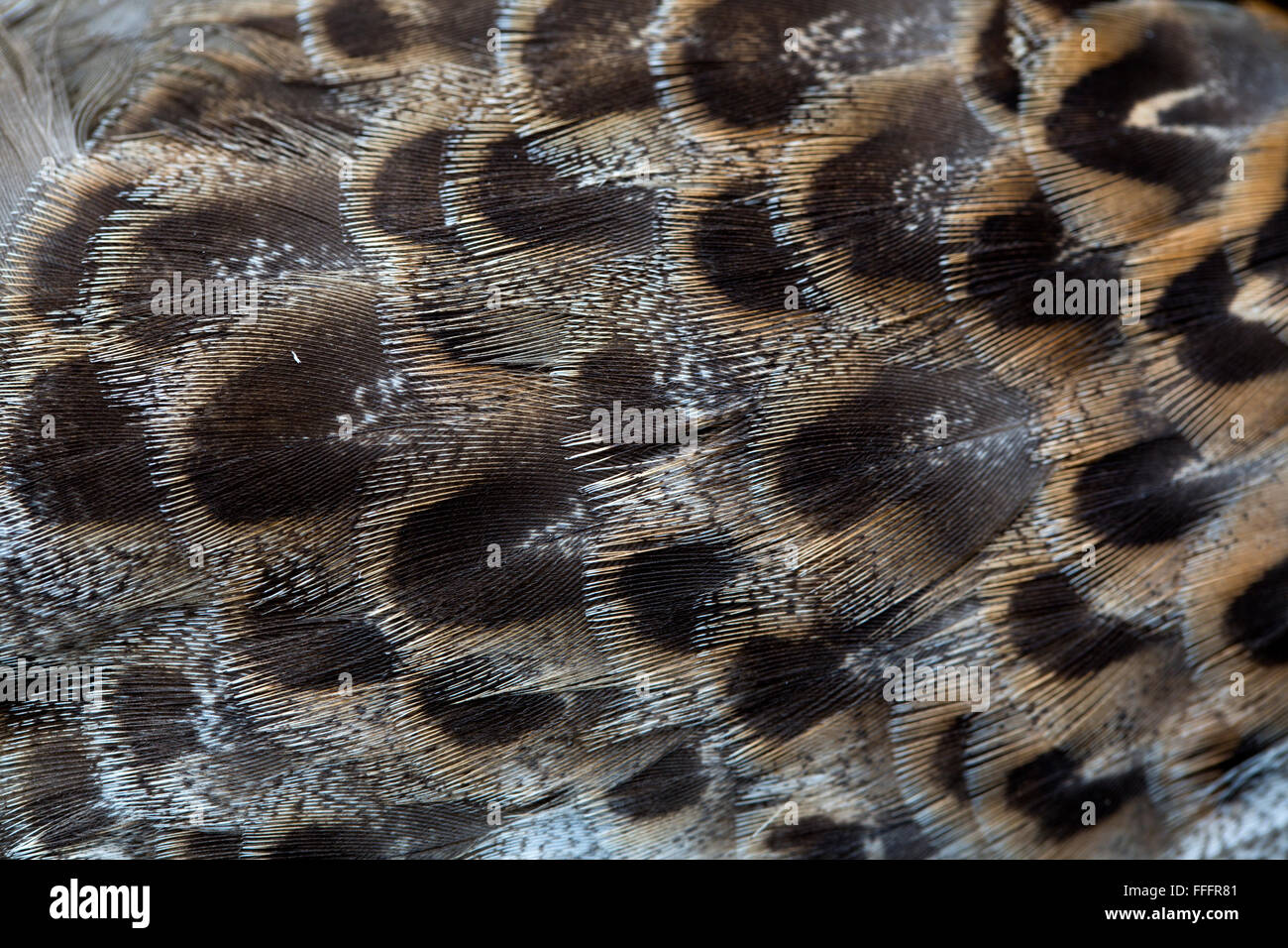 Mallard; Anas platyrhynchos singolo dettaglio di piume in Eclipse Cornwall, Regno Unito Foto Stock