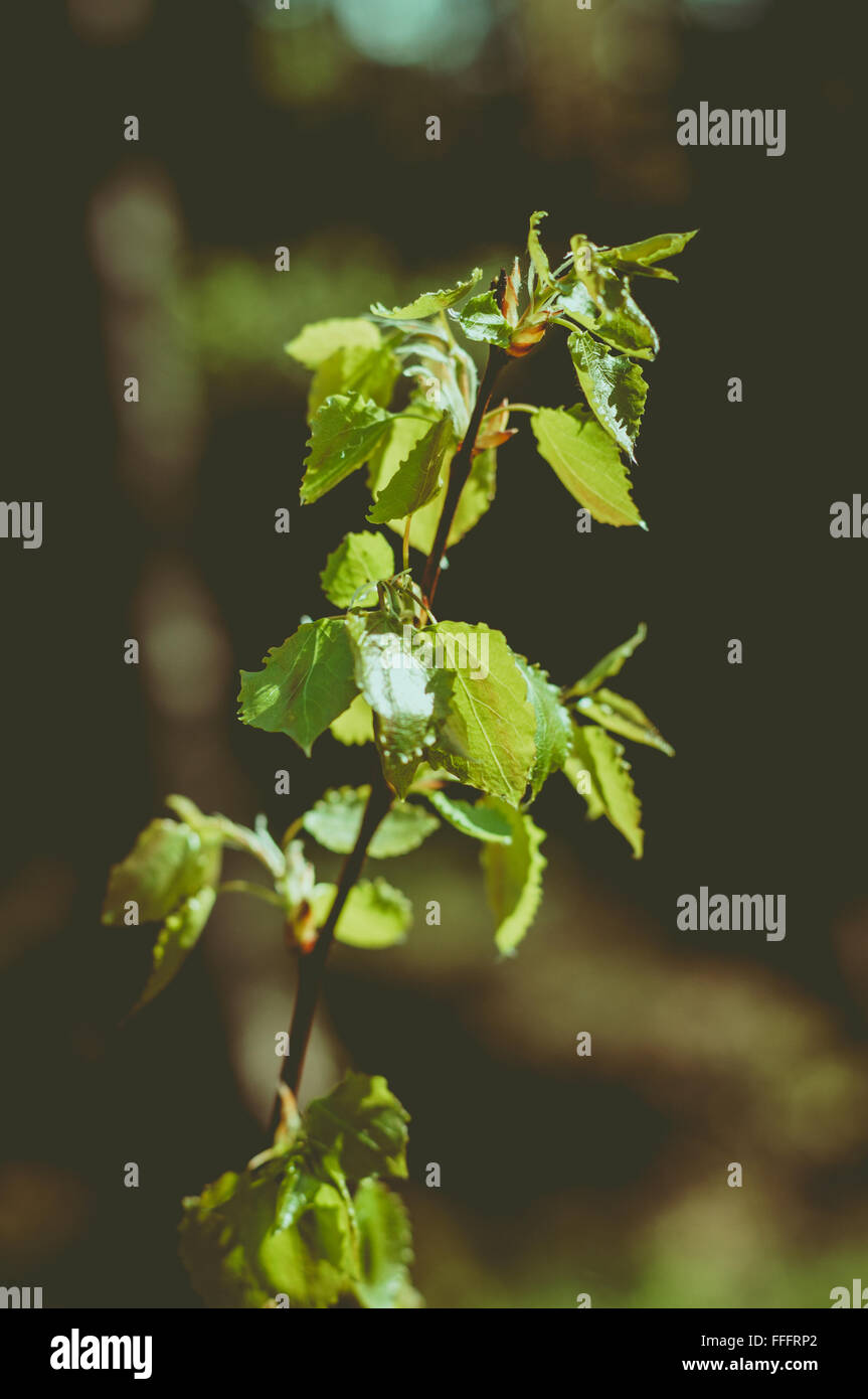 Aspen ramoscello con foglie fresche su sfondo scuro, tonificazione vintage Foto Stock