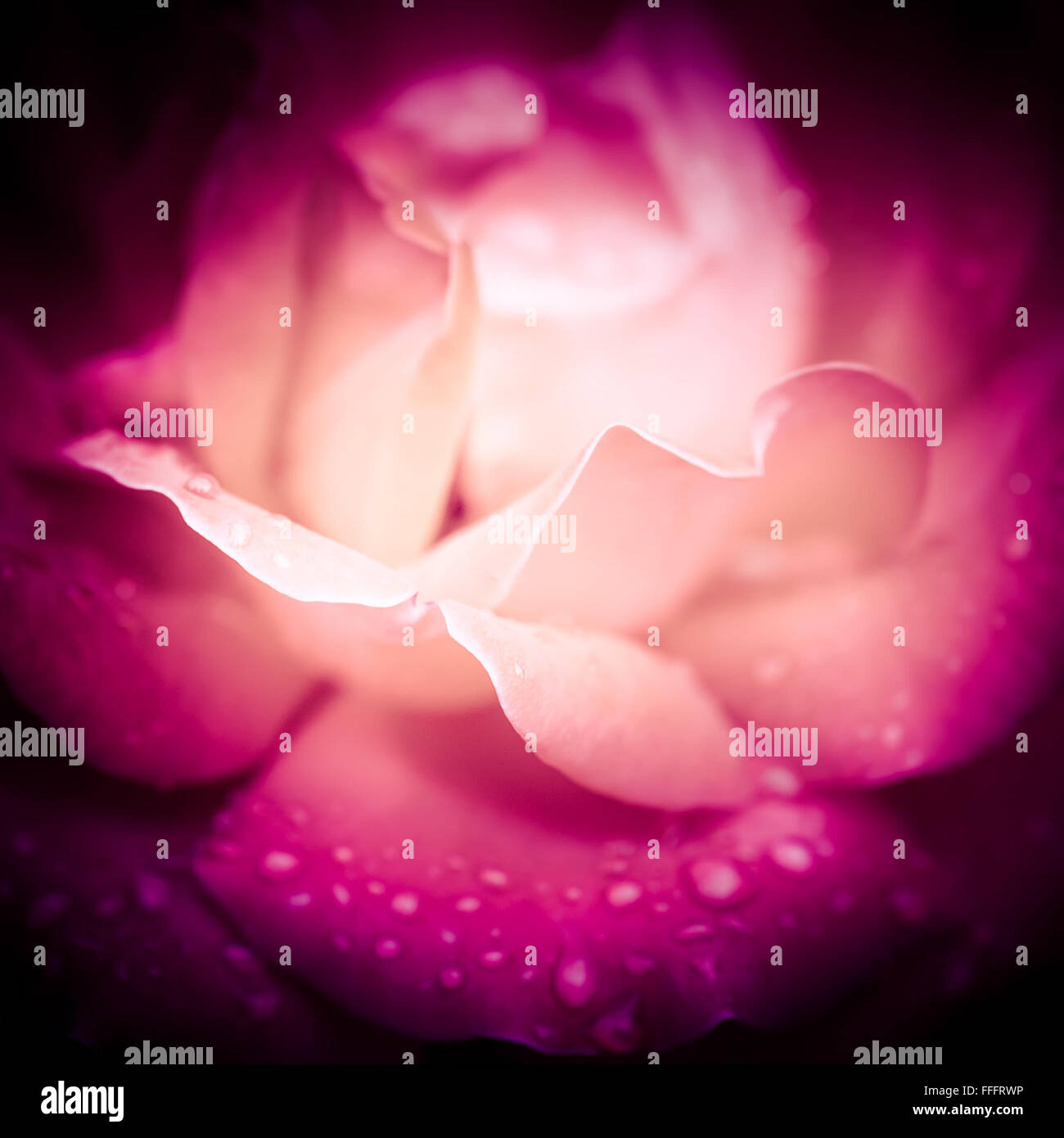 Abstract di ripresa macro di bella rosa rosa con dei fiori di gocce d'acqua. Sfondo floreale con morbida messa a fuoco selettiva Foto Stock
