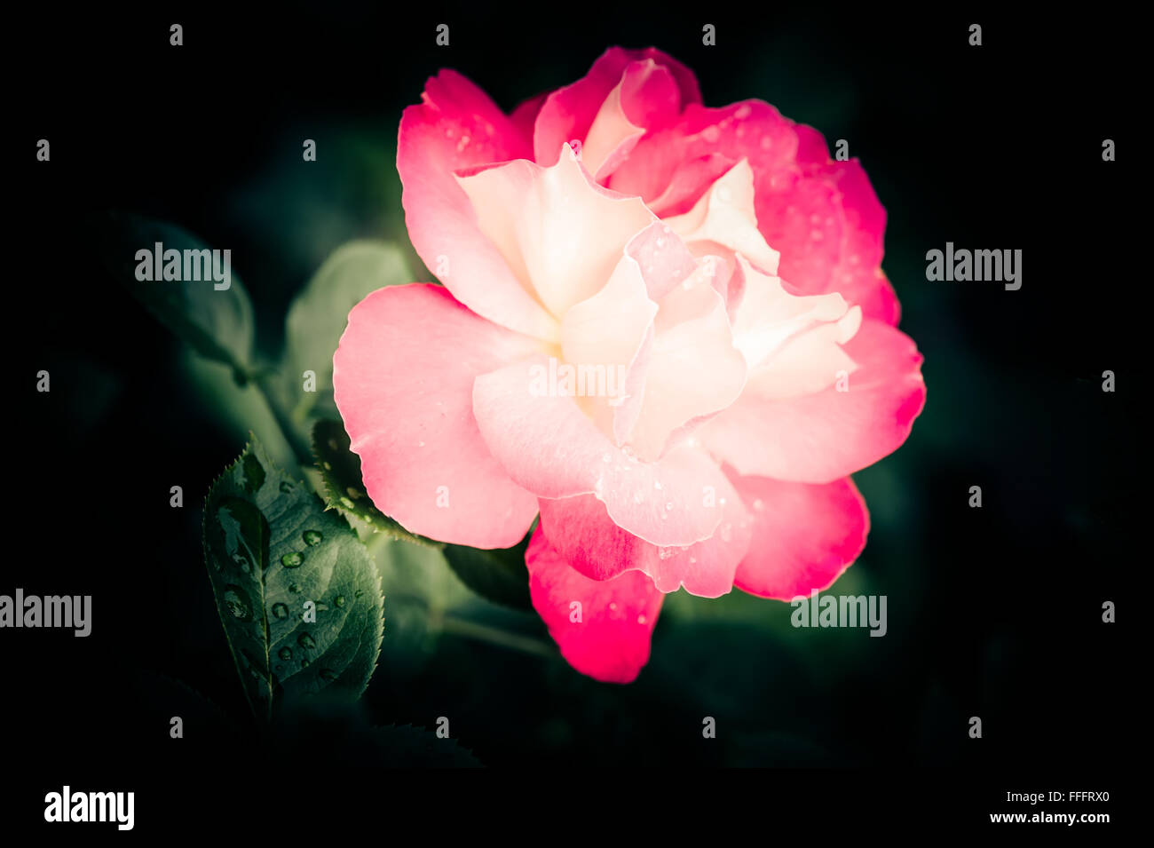 Abstract di ripresa macro di bella rosa rosa con dei fiori di gocce di acqua al buio sfondo naturale Foto Stock