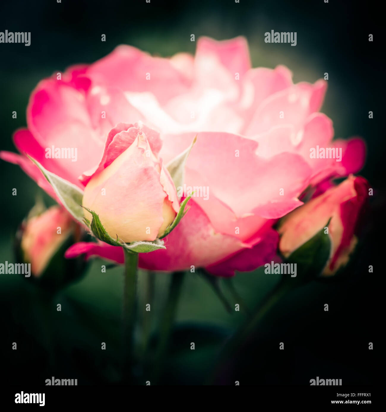 Abstract di ripresa macro di un bel colore rosa rose a fiore scuro dello sfondo naturale Foto Stock