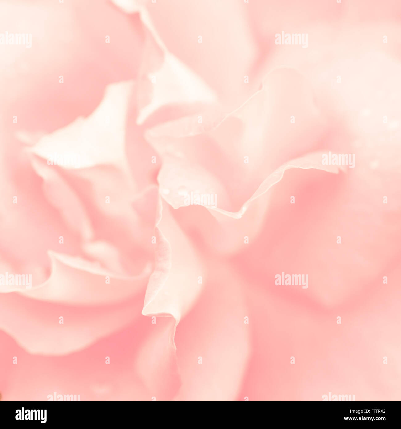Abstract di ripresa macro di bella rosa rosa fiore. Sfondo floreale con morbida messa a fuoco selettiva Foto Stock