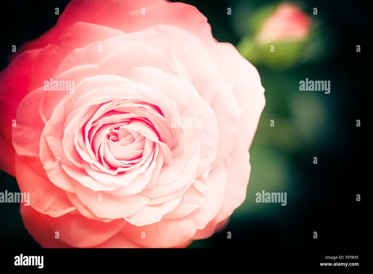 Abstract di ripresa macro di un bel colore rosa rose a fiore scuro dello sfondo naturale Foto Stock