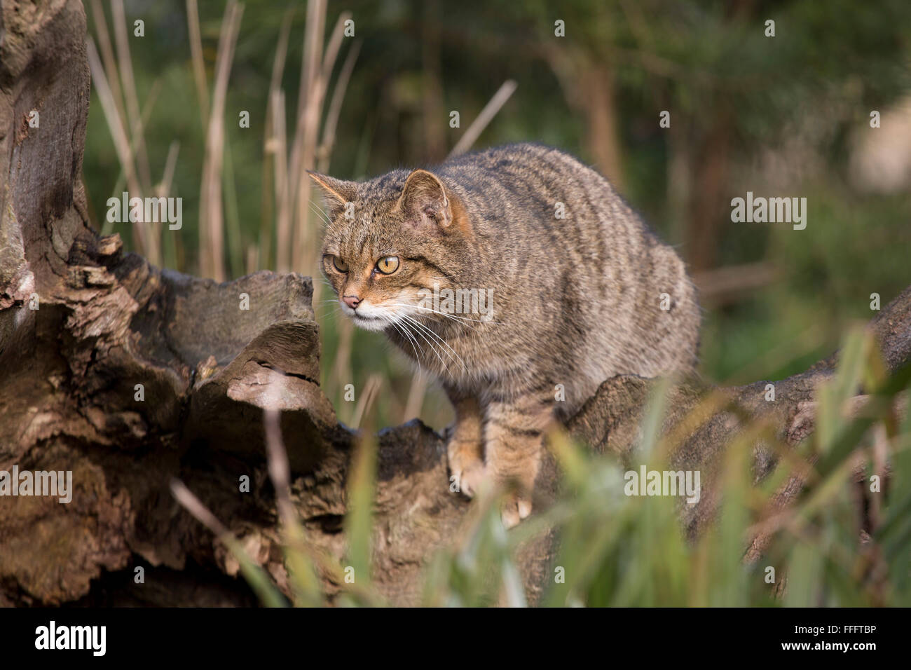 Wildcat; Felix sylvestris unico REGNO UNITO Foto Stock