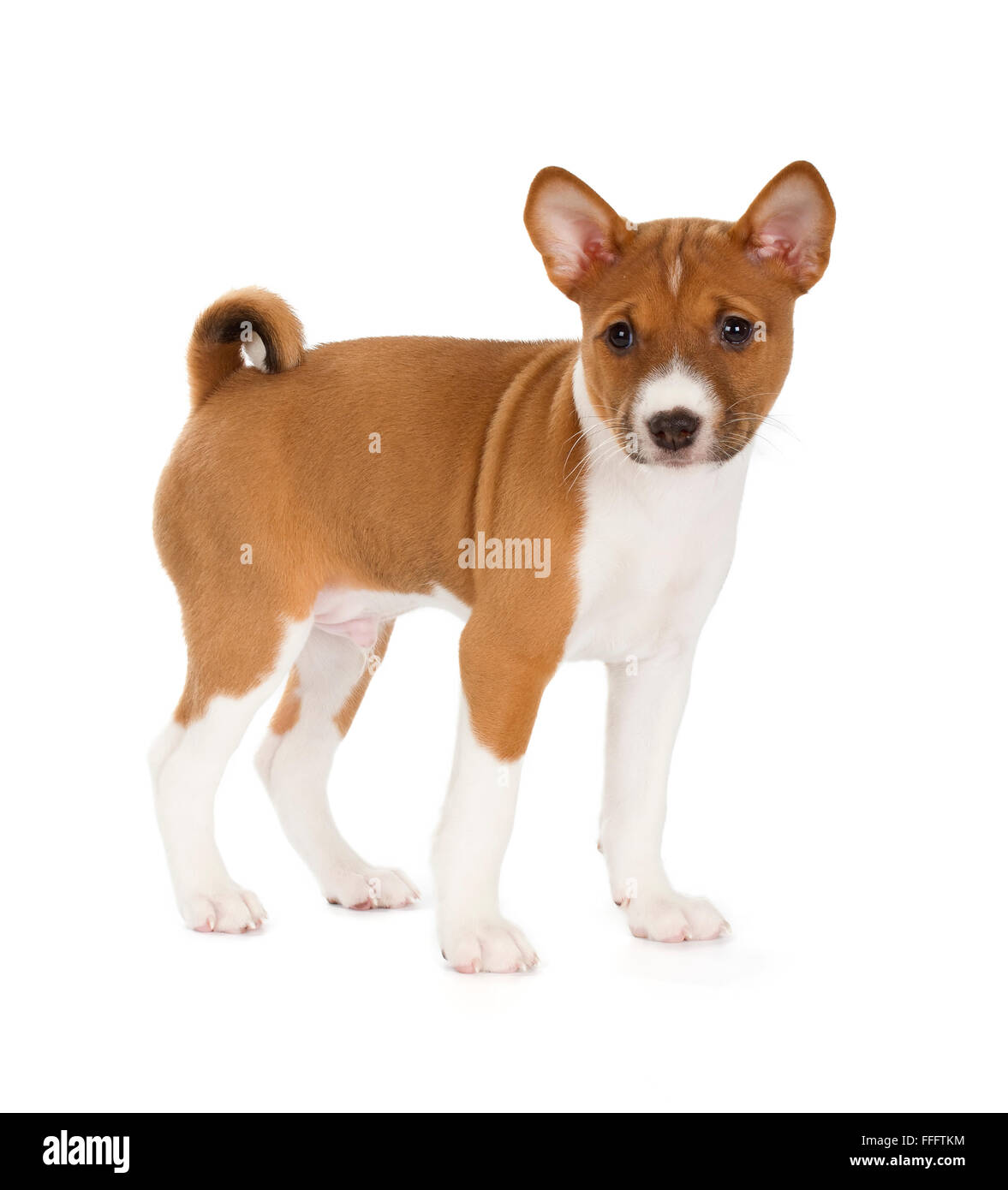 toy basenji