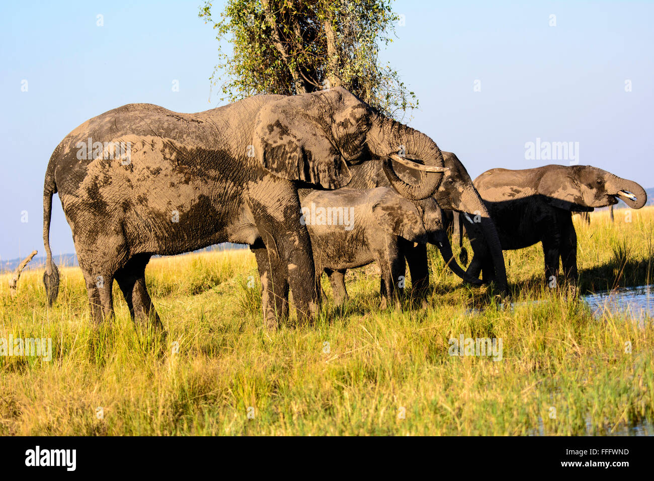 Gli elefanti africani di bere dal fiume Chobe Foto Stock