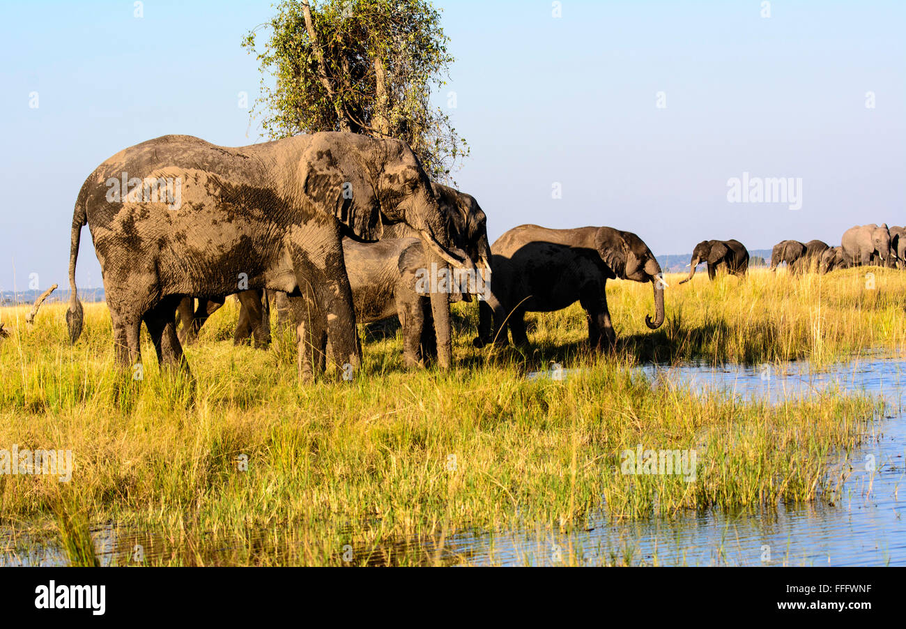 Gli elefanti africani sulle rive del fiume Chobe Foto Stock