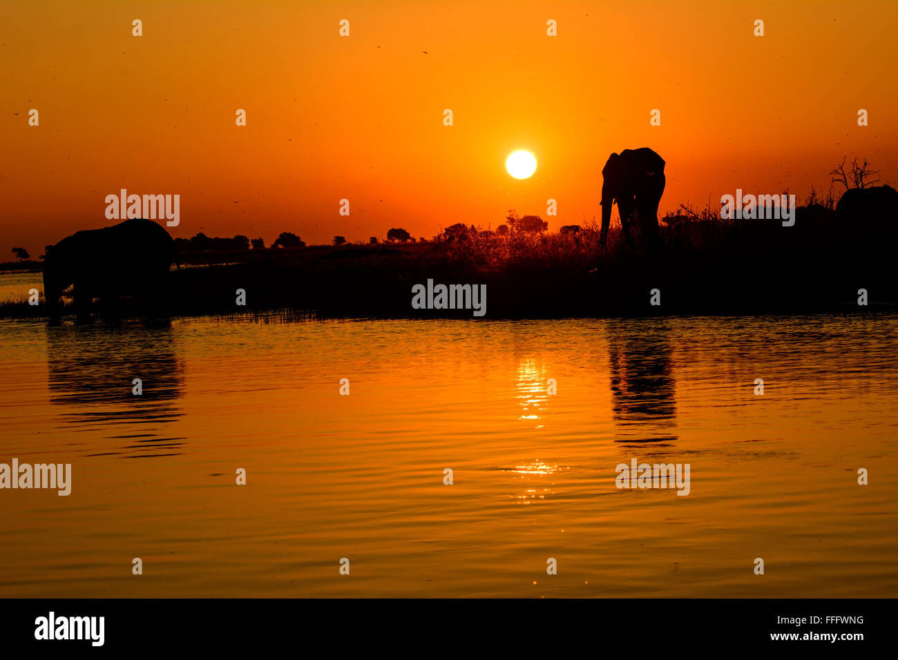 Sagome di elefanti e le loro riflessioni di un tramonto africano Foto Stock