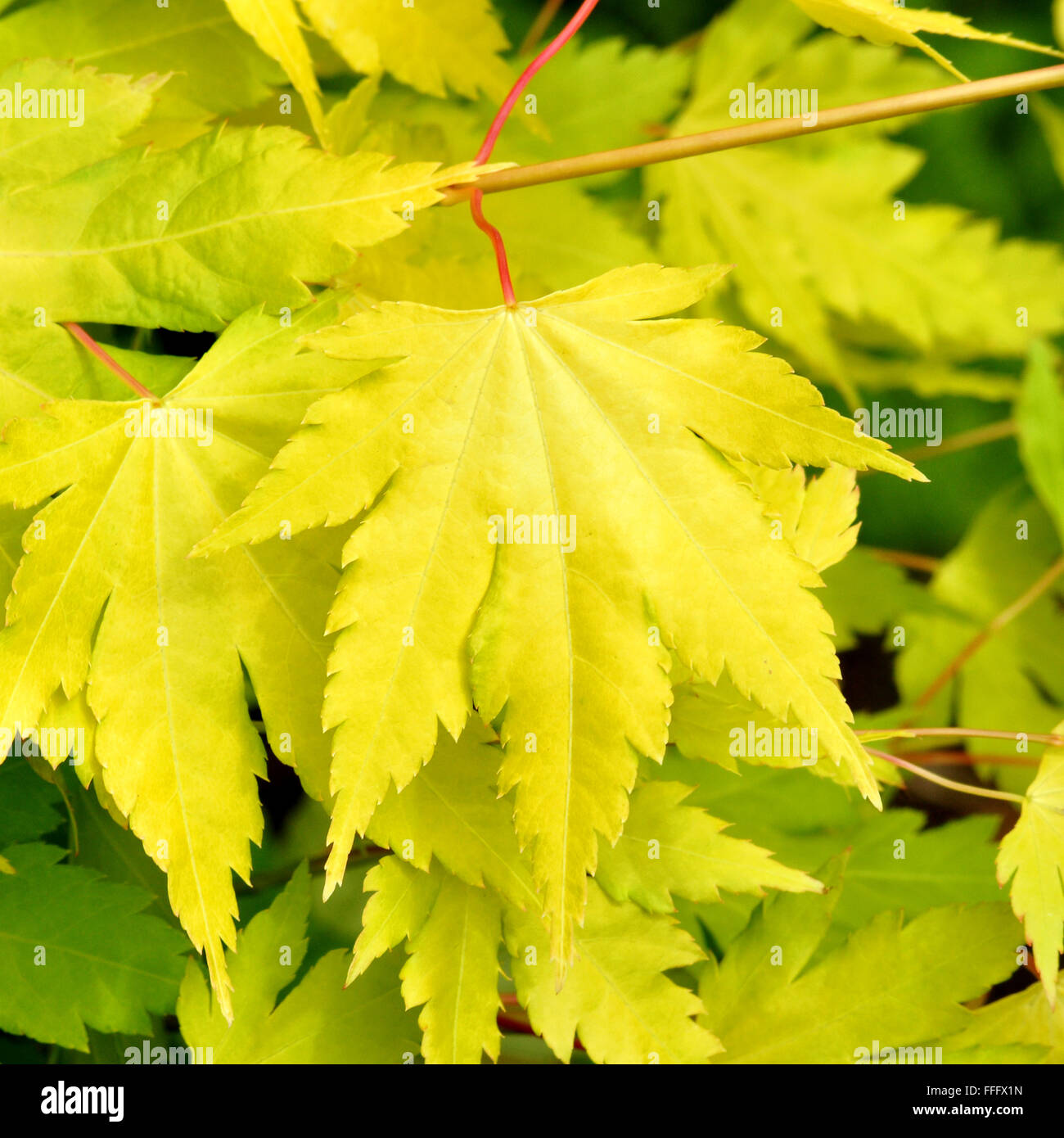 Foglie di Acacia in tutta la loro bellezza. Foto Stock