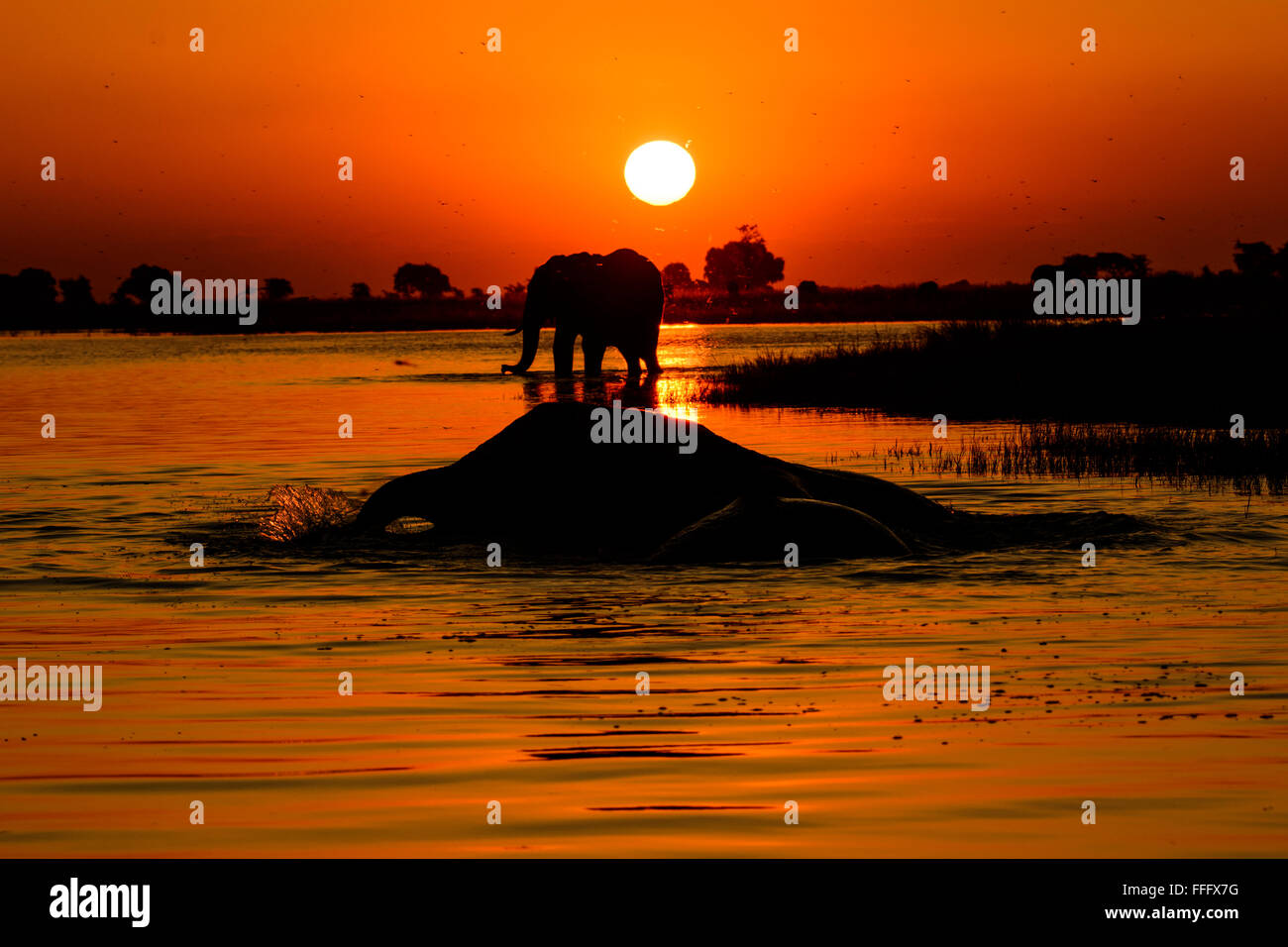Stagliano elefanti in un fiume Chobe tramonto Foto Stock