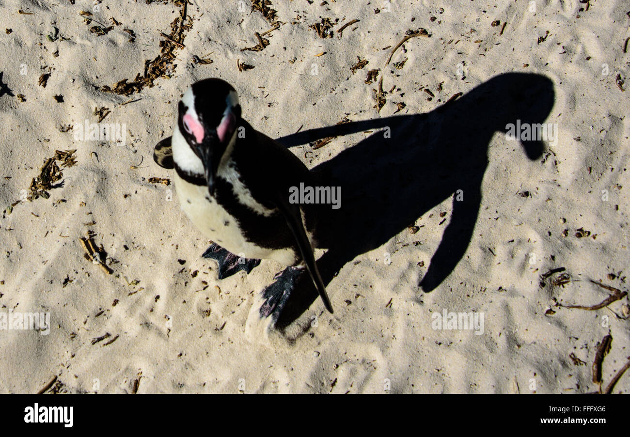 Pinguino africano e la sua ombra Foto Stock
