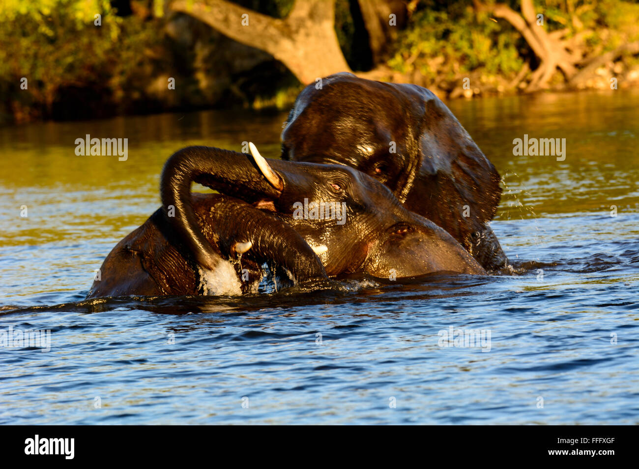 Giocoso elefanti africani nel fiume Chobe Foto Stock