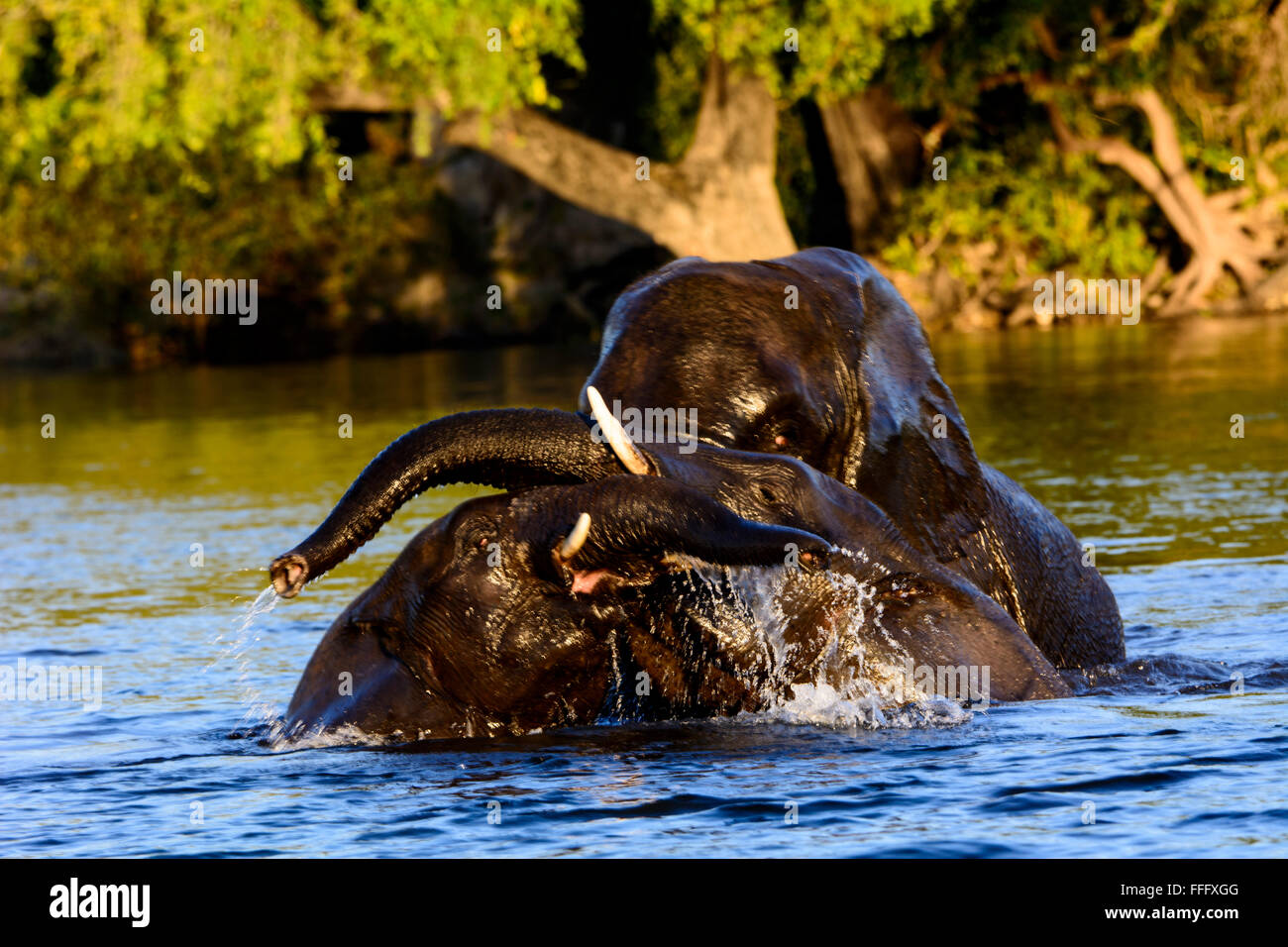 Gli elefanti africani a giocare nelle acque del fiume Chobe Foto Stock