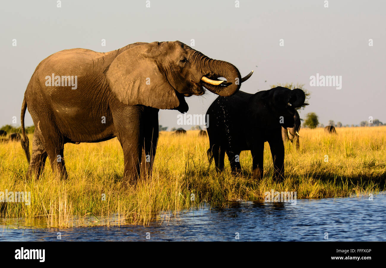 Gli elefanti africani di bere dal fiume Chobe Foto Stock